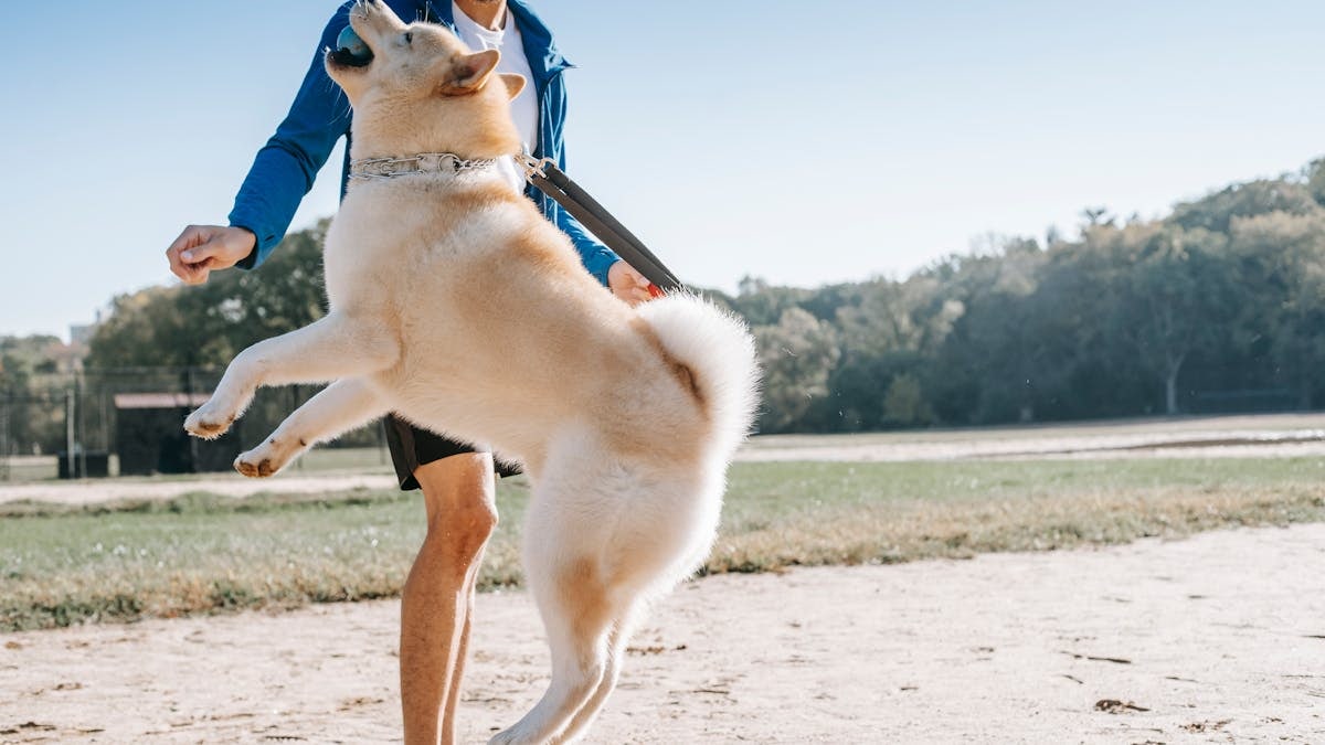 West Siberian Laika with ball in mouth jumping near crop anonymous bearded ethnic man on sandy terrain in town